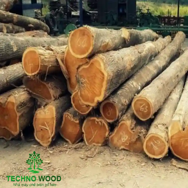 The cover image for the article introducing acacia wood showcases a pile of round acacia logs.