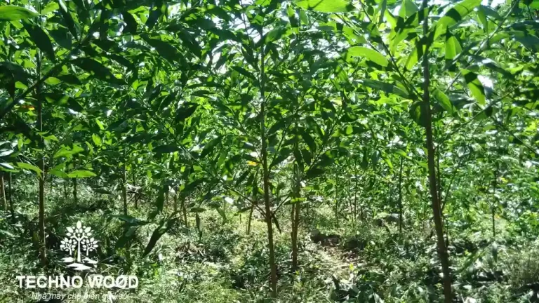 The image features mature acacia trees that have been planted extensively throughout Vietnam.