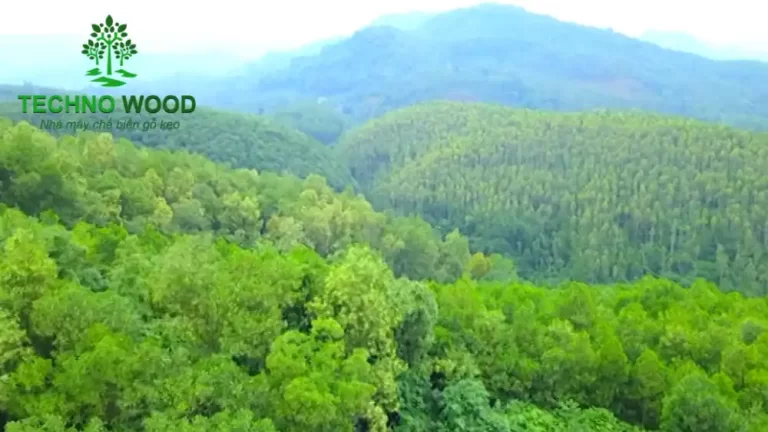 Image 1: Acacia forest in Vietnam