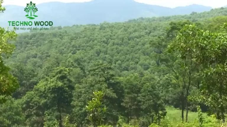 Image 2: Acacia forest in Vietnam