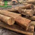 Image 1 - Acacia Round Logs (Not Peeled - Not Debarked)
