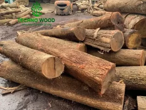 Image 1 - Acacia Round Logs (Not Peeled - Not Debarked)