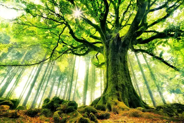 Image - Wood celebrates record-breaking year for its carbon advisory offering