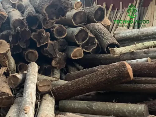 Acacia Round Logs (Not Peeled – Not Debarked) – Image 4 Image 4 - Acacia Round Logs (Not Peeled - Not Debarked)