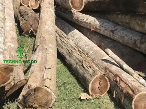 Acacia Round Logs (Not Peeled – Not Debarked) – Image 5 Image 5 - Acacia Round Logs (Not Peeled - Not Debarked)