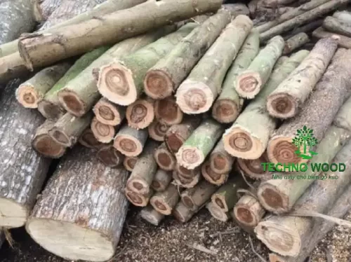 Acacia Round Logs (Not Peeled – Not Debarked) – Image 6 Image 6 - Acacia Round Logs (Not Peeled - Not Debarked)